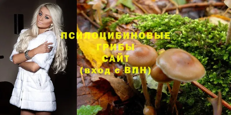 хочу   blacksprut зеркало  Галлюциногенные грибы Psilocybe  Борзя 